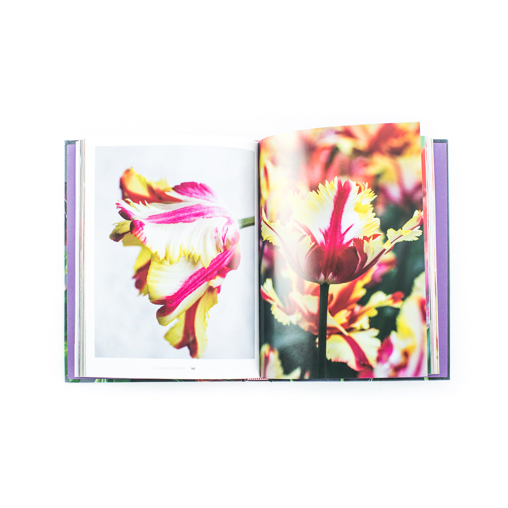 Assouline Flowers: Art & Bouquets - Pink